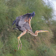 Purple Heron