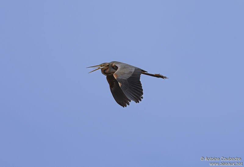 Purple Heronadult, Flight