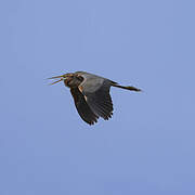 Purple Heron