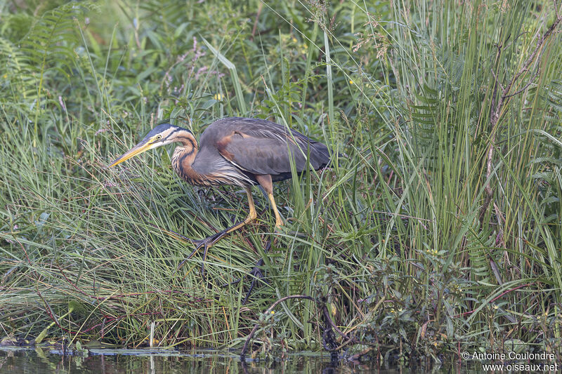 Purple Heronadult, fishing/hunting