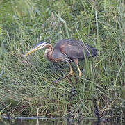 Purple Heron