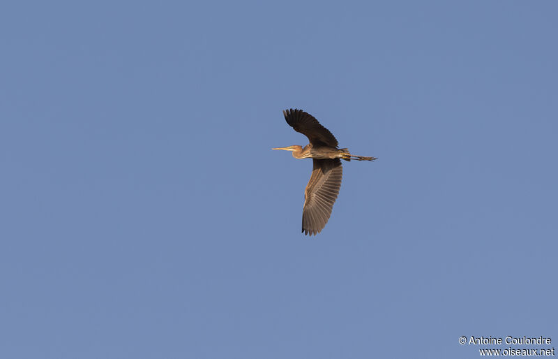 Purple Heronadult breeding, Flight