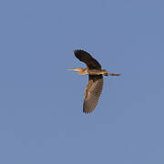 Purple Heron