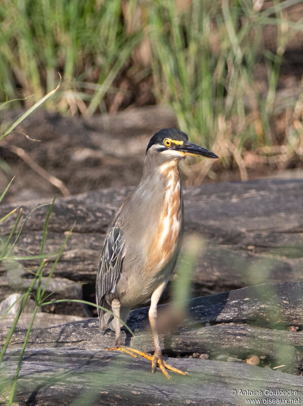 Striated Heronadult