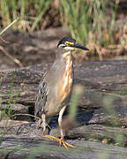 Striated Heron