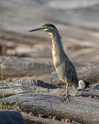 Striated Heron