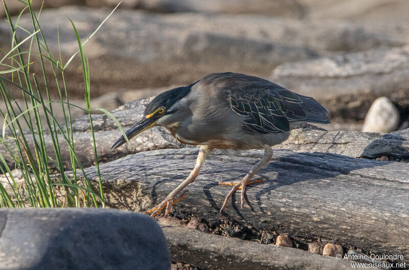 Striated Heronadult, fishing/hunting