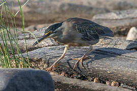 Striated Heron