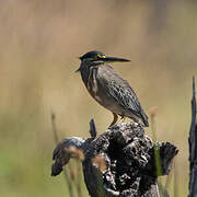 Striated Heron