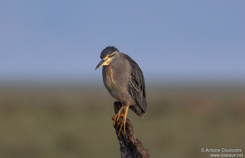 Striated Heron