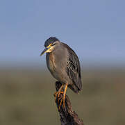 Striated Heron