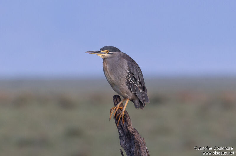 Striated Heronadult