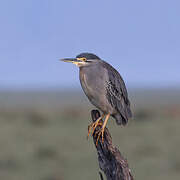 Striated Heron