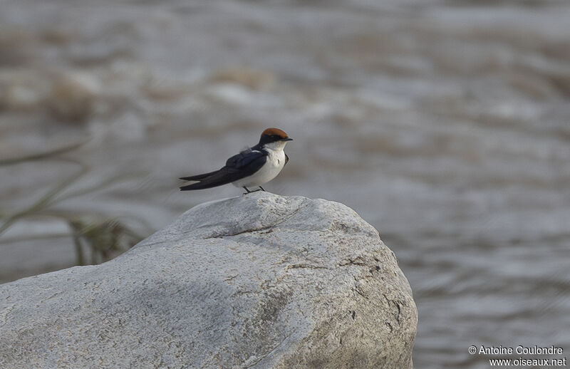 Hirondelle à longs brinsadulte