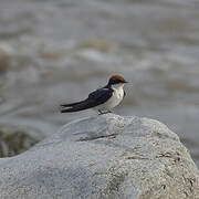 Wire-tailed Swallow