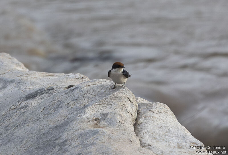 Hirondelle à longs brinsadulte