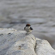 Wire-tailed Swallow