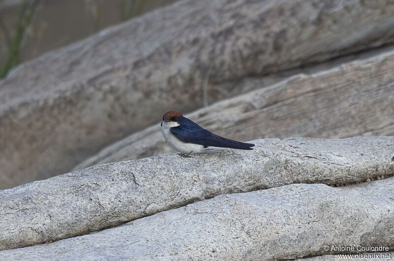 Hirondelle à longs brinsadulte