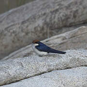 Wire-tailed Swallow