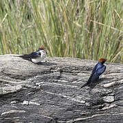 Wire-tailed Swallow