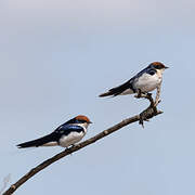 Wire-tailed Swallow