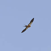 Red-breasted Swallow