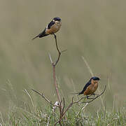 Red-breasted Swallow