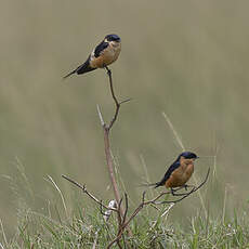 Hirondelle à ventre roux