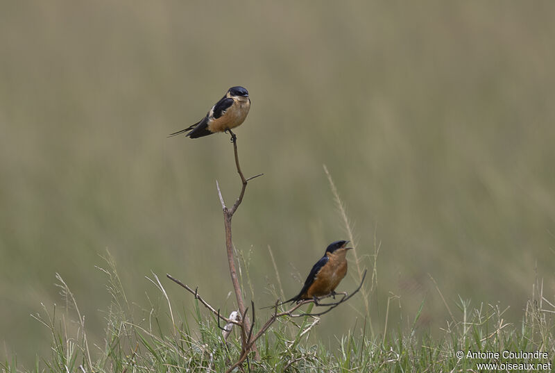 Hirondelle à ventre rouxadulte