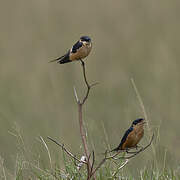 Red-breasted Swallow