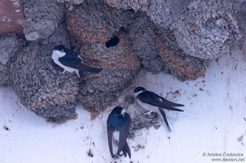 Hirondelle de fenêtreadulte, Nidification