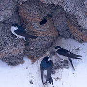 Western House Martin