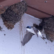 Western House Martin