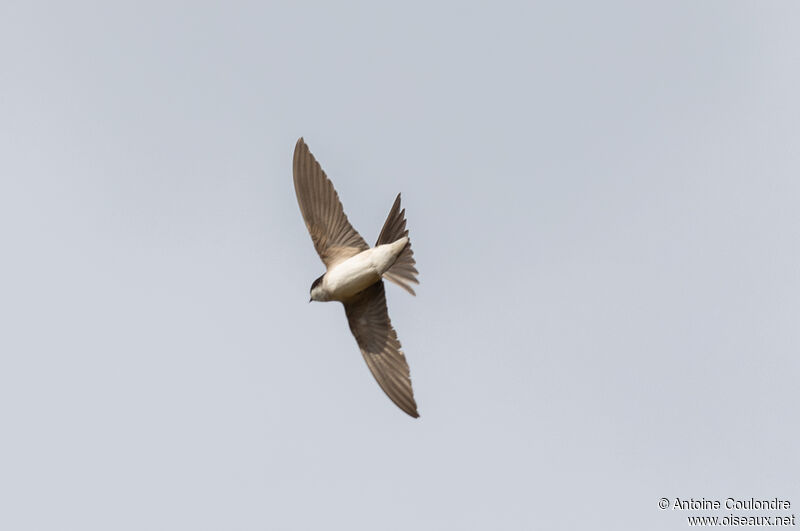 Western House Martinadult, Flight