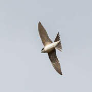 Western House Martin