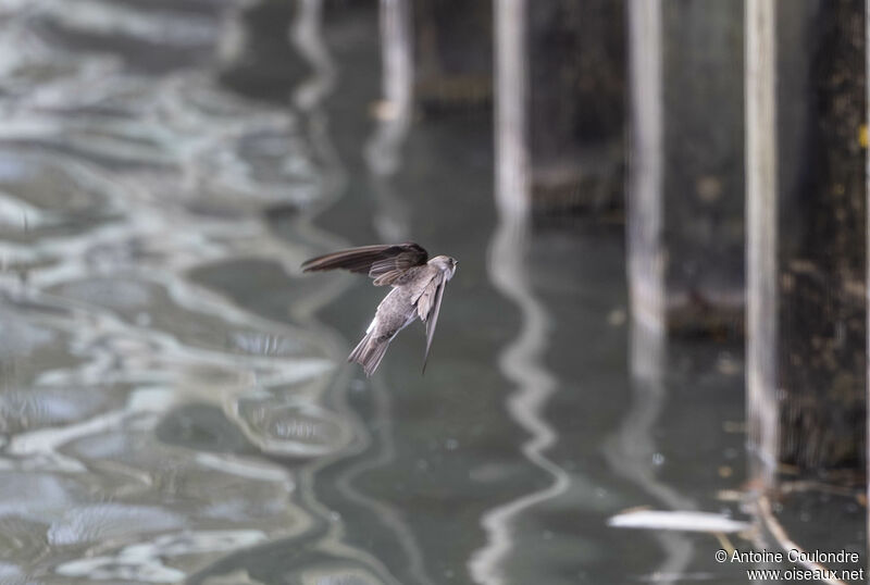 Sand Martinadult, Reproduction-nesting