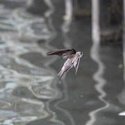 Sand Martin