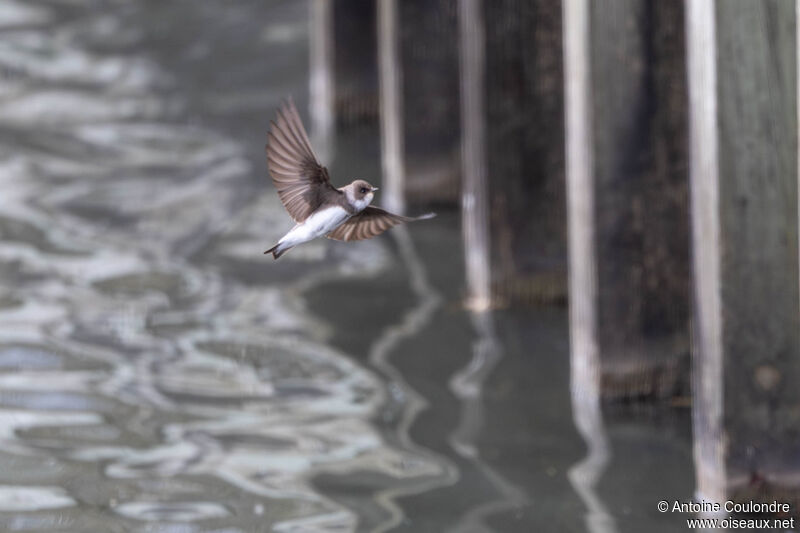 Sand Martinadult, Reproduction-nesting