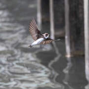 Sand Martin