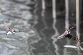 Sand Martin