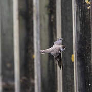 Sand Martin