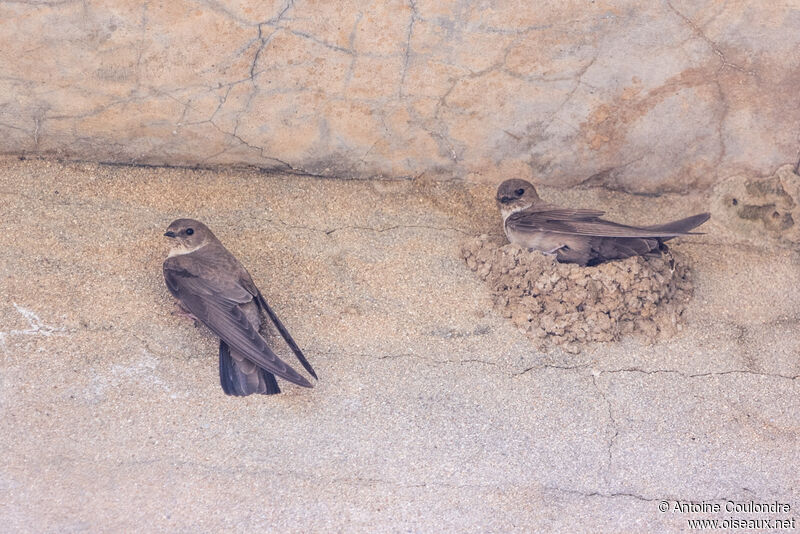 Eurasian Crag Martinadult breeding, Reproduction-nesting