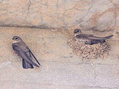 Eurasian Crag Martin