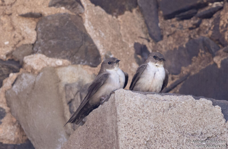 Hirondelle de rochersadulte nuptial