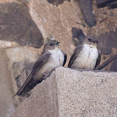 Hirondelle de rochers