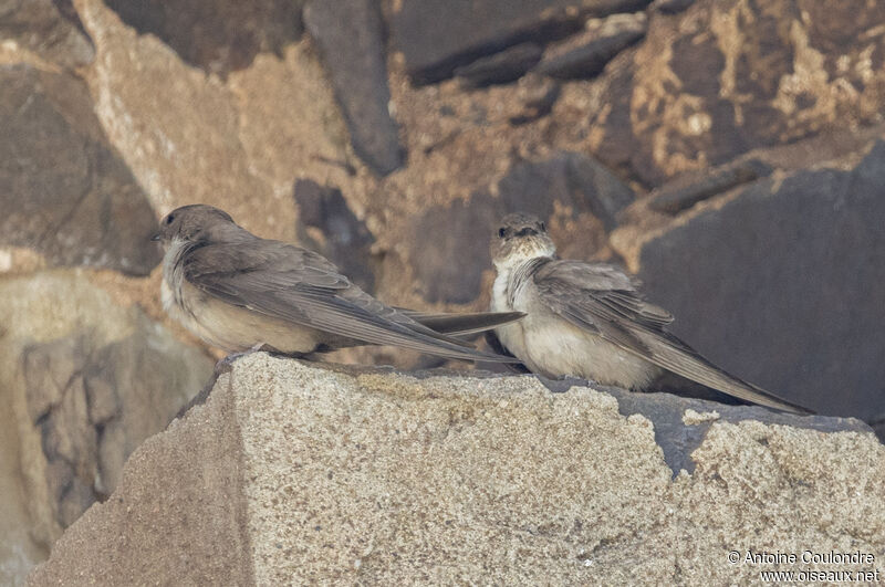 Hirondelle de rochersadulte nuptial