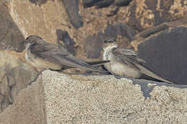 Eurasian Crag Martin