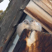 Eurasian Crag Martin