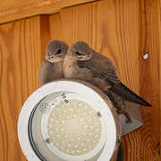 Eurasian Crag Martin