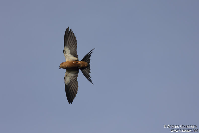 Mosque Swallowadult, Flight